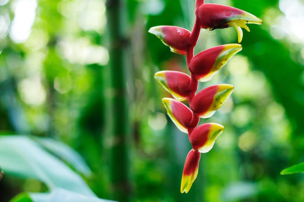 Takalik Maya Lodge El Asintal Ngoại thất bức ảnh